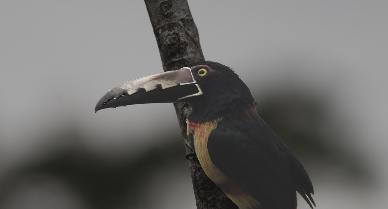 Collared Aracari
